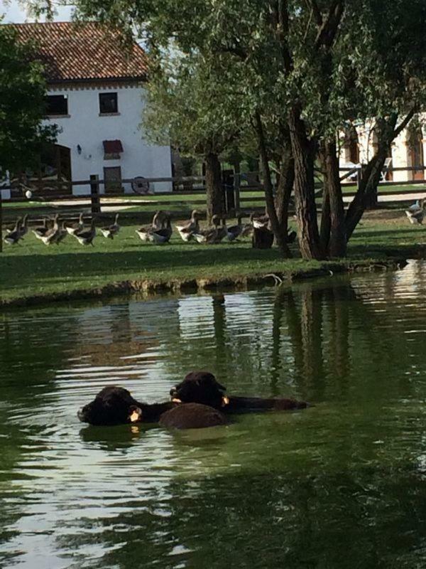 Il Selgaro Agriturismo Hotel Zelarino Zewnętrze zdjęcie